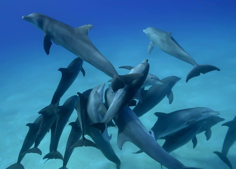 a group of dolphins swimming in the ocean