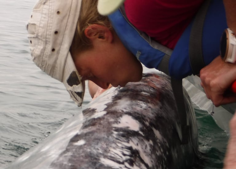woman kissing a whale in Baja, Mexico