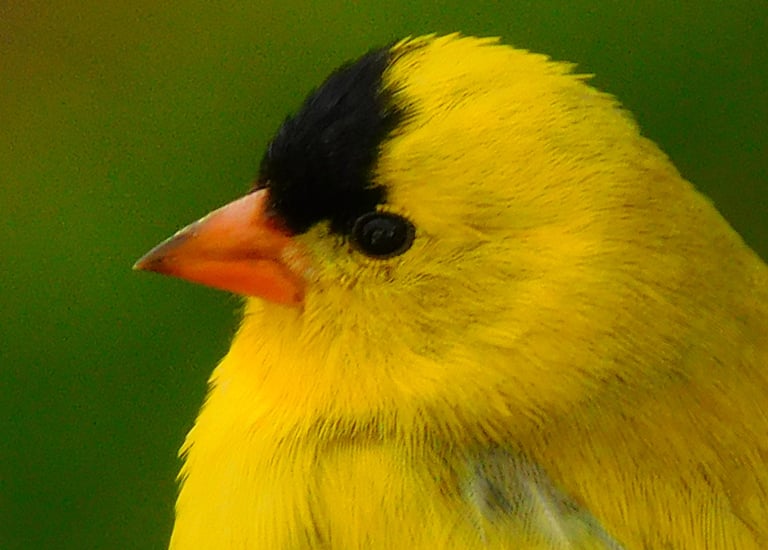 American Goldfinch