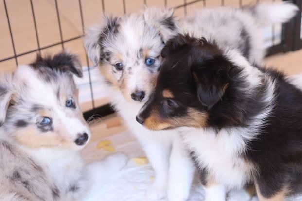 Cachorros de Pastor de las islas de shetland, shetland sheepdog