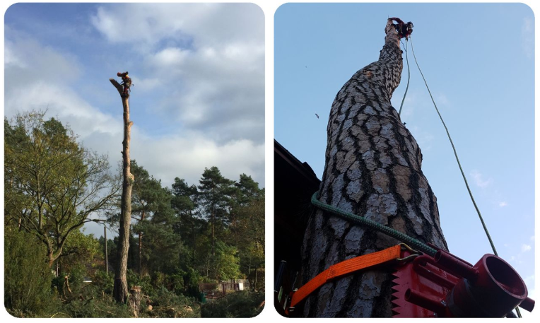 gb-baumfaellung-zeuthen