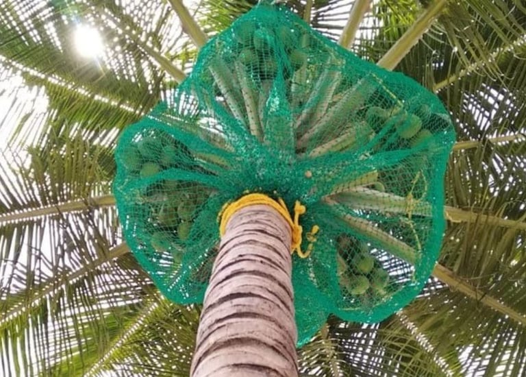 Protective netting wrapped around a tall coconut tree to catch falling coconuts.
