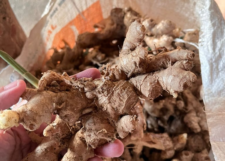 Sampada Nusantara ginger, sustainable spice directly sourced from Indonesian farmers
