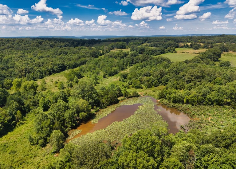 A nice remote pond with Lilly pads 