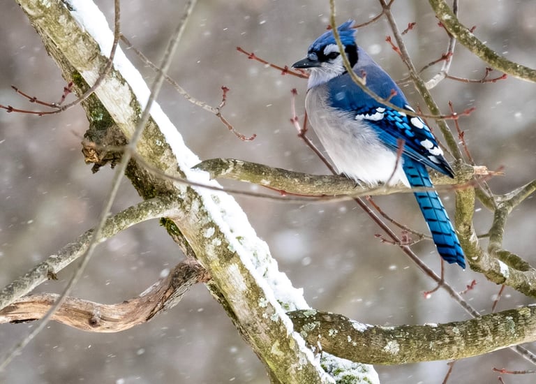 blue jay, blue bird, winter