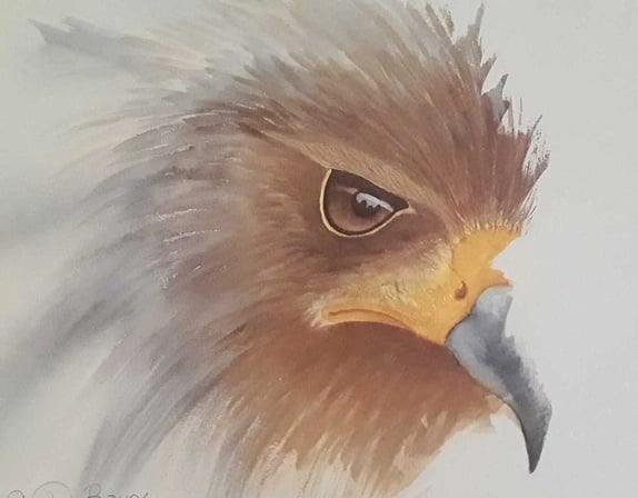 A striking watercolor of a hawk’s gaze, where each brushstroke like a powerful note in a ballad