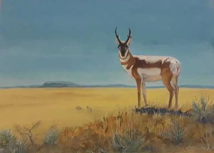 A soulful watercolor of a pronghorn antelope standing in golden prairie grass