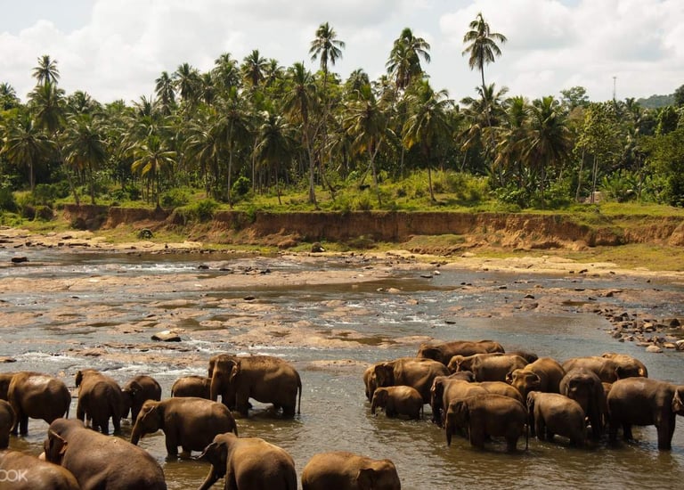 Udawalawe Yala Safari