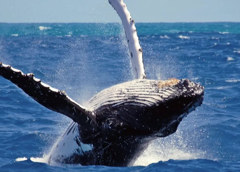 Whale Watching in Mirissa