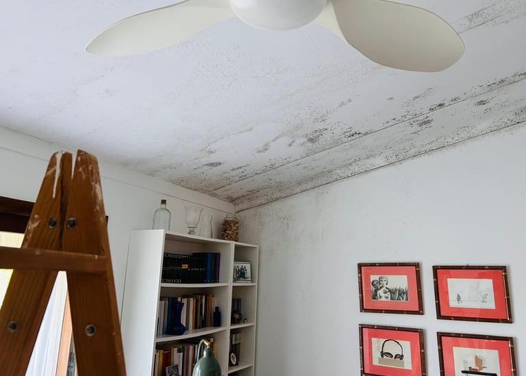 Black mold growth spreading across a white ceiling and interior wall near a bookshelf.