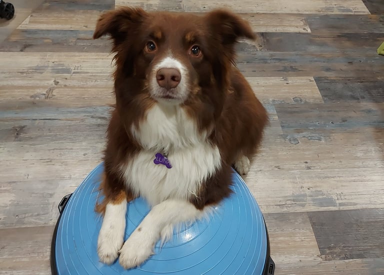 Image of dog.