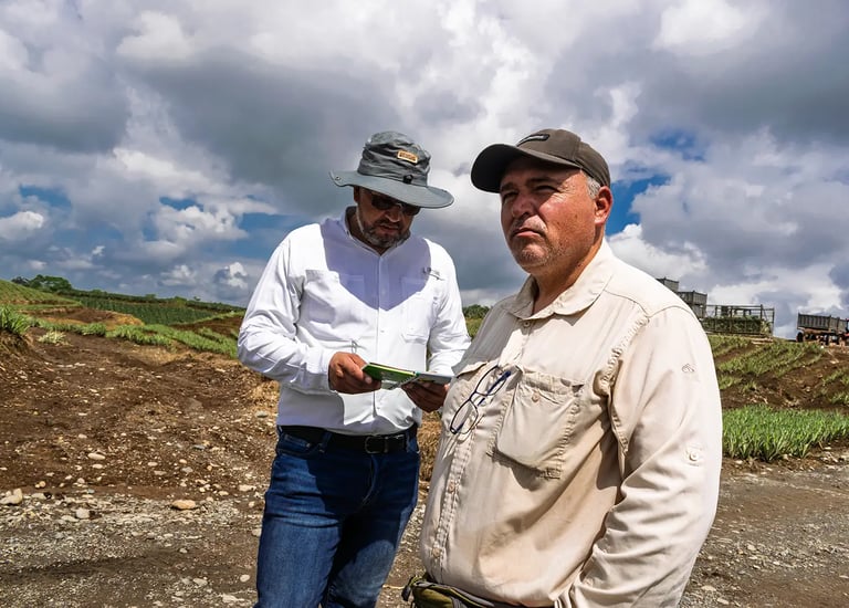 Dos hombres agrónomos parados de forma profesional en un campo de piñas en Ecuador