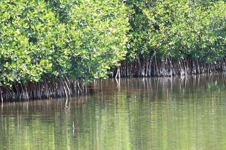 Image de Mangroves de Fort Dauphin Fort liberté Haïti
