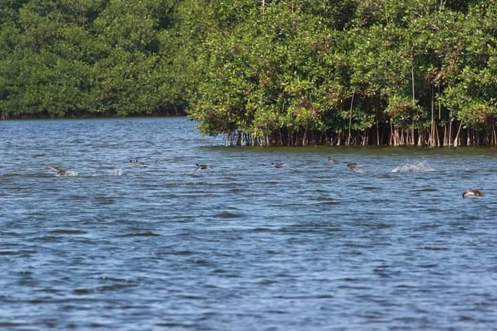 Image de Mangroves lagon aux boeufs de Fort Dauphin Fort liberté Haïti
