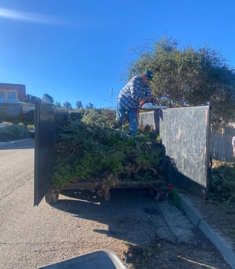 Branches clean up