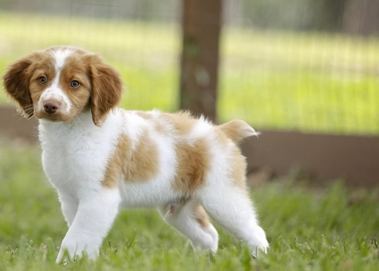 Brittany Spaniel