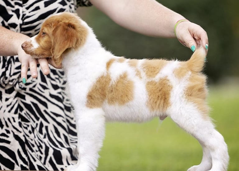  Brittany Spaniel