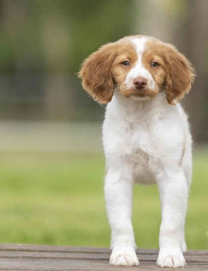  Brittany Spaniel