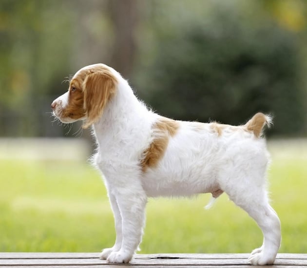  Brittany Spaniel