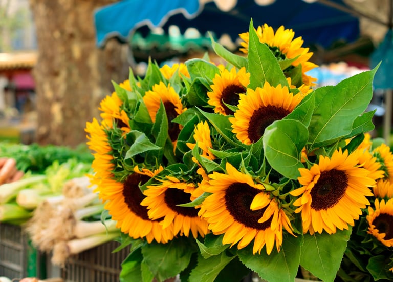 girasoles al por mayor pereira