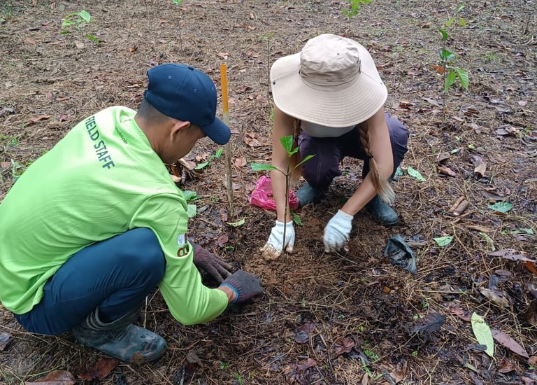two people planting tree