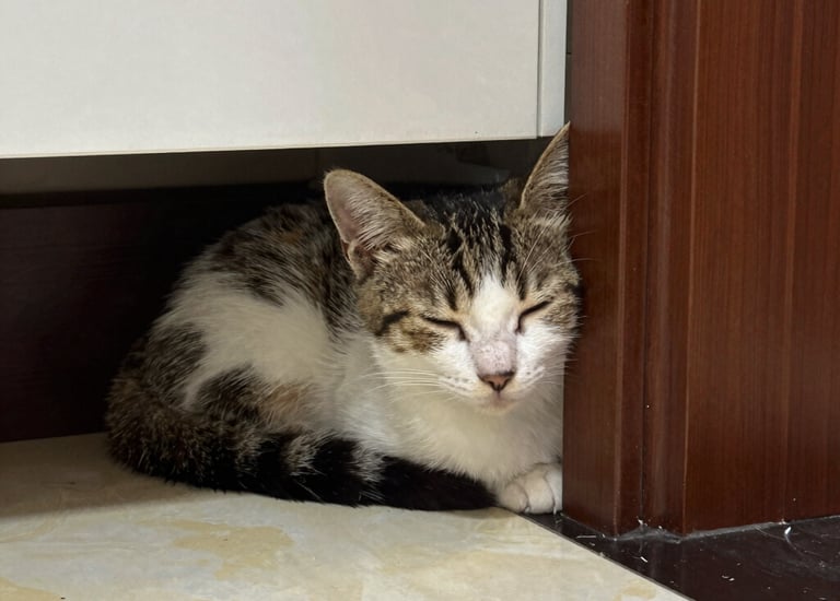 A caring family feeding their special-needs cat with donated fresh food.