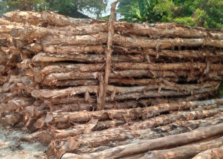 Kayu Dolken gelam