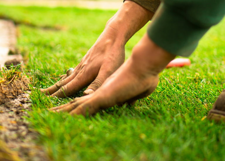 Lawn care and Turf laying in Bridgwater Somerset UK
