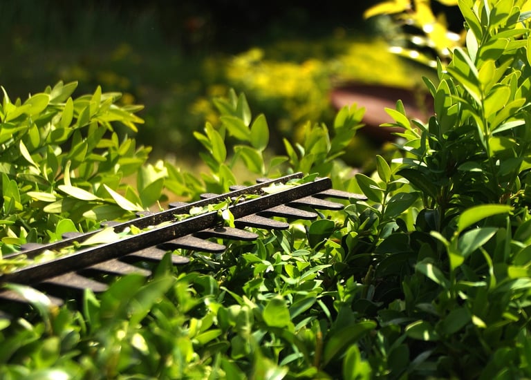 Hedge cutting and Hedge trimming In Bridgwater Somerset UK