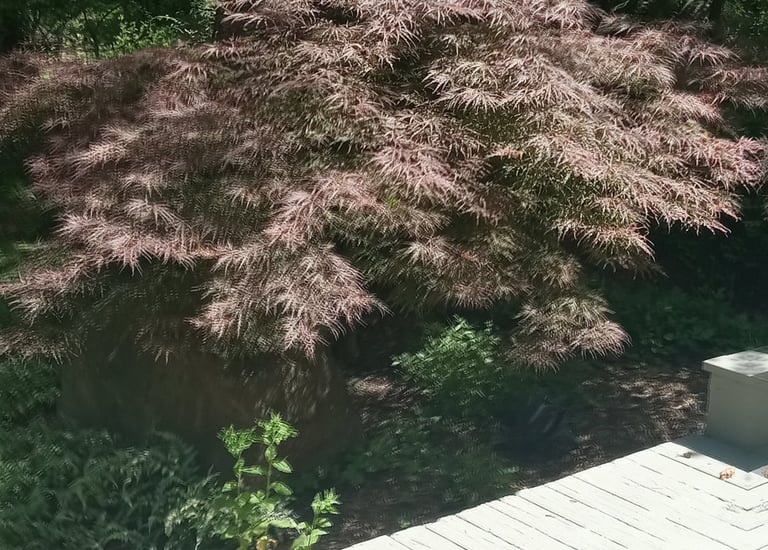 Trimming a small Japanese maple tree in High Falls, NY