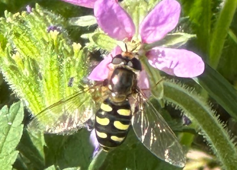 Hoverfly