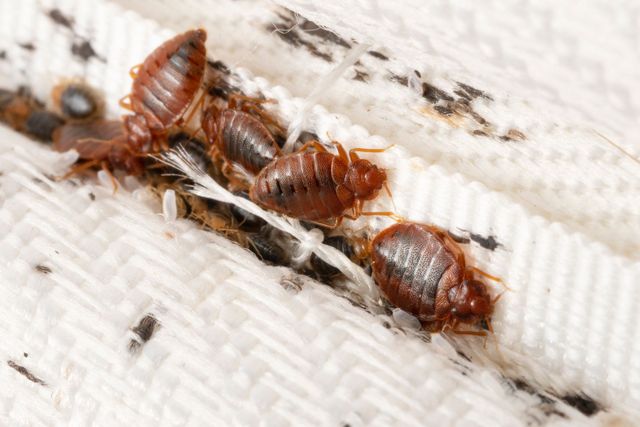 anti termite pest control process