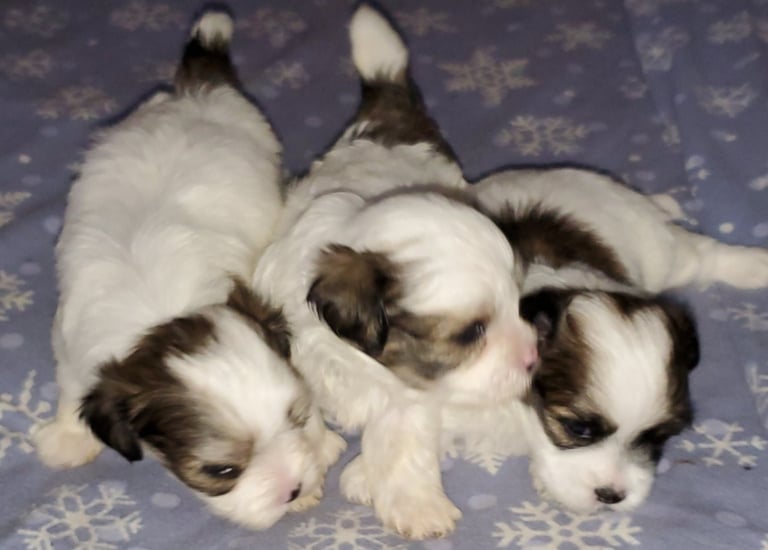 Three Designer Breed Mal-Shi Puppies on bed together.