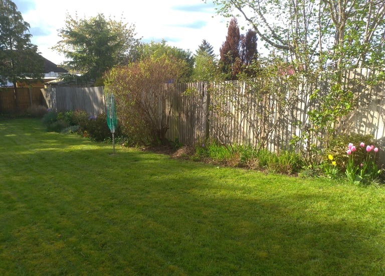 Sunny backyard garden with a green lawn, wooden fence, spring tulips, and garden shrubs.
