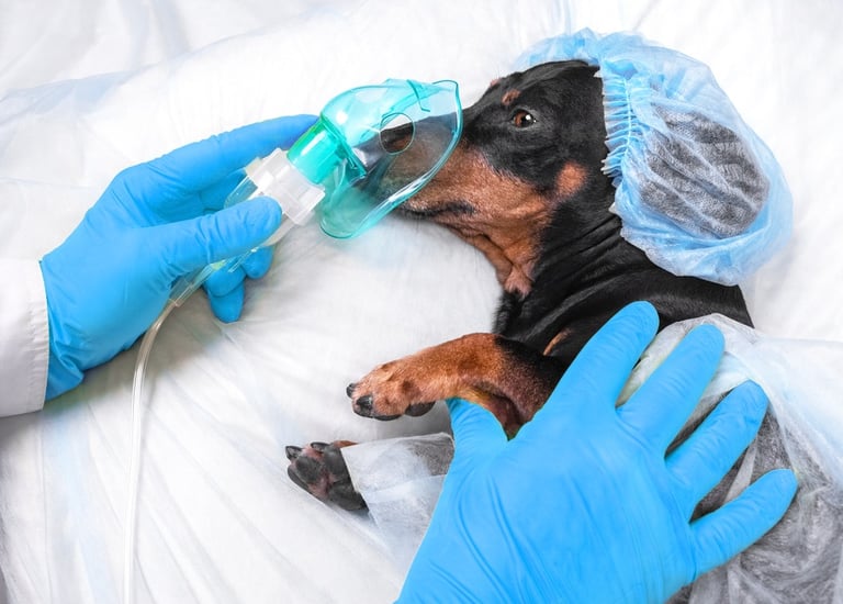 A dog at the surgery