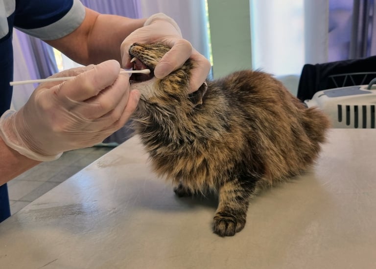 A cat ready for a PCR