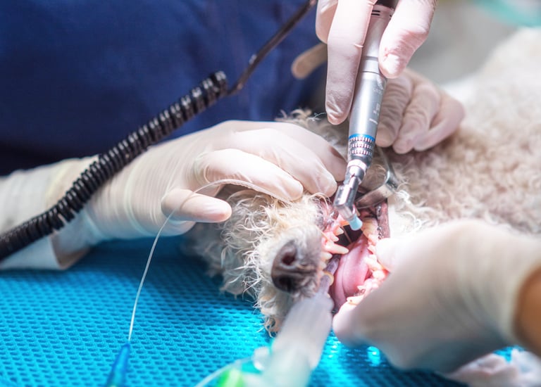 A dog at dentist's