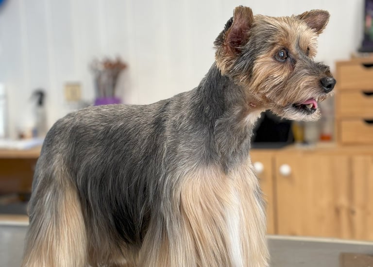 Coupe New Look Yorkshire Terrier