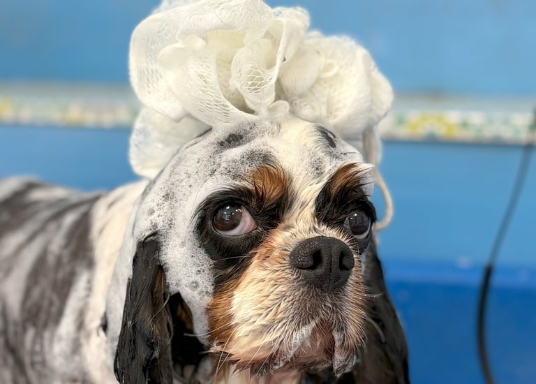 bain d'un Cavalier King Charles Spaniel