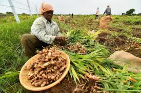 Farmer harvesting ginger. The freshly harvested ginger plants are placed in a basket and sacks.