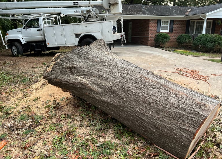 large oak tree log cut down