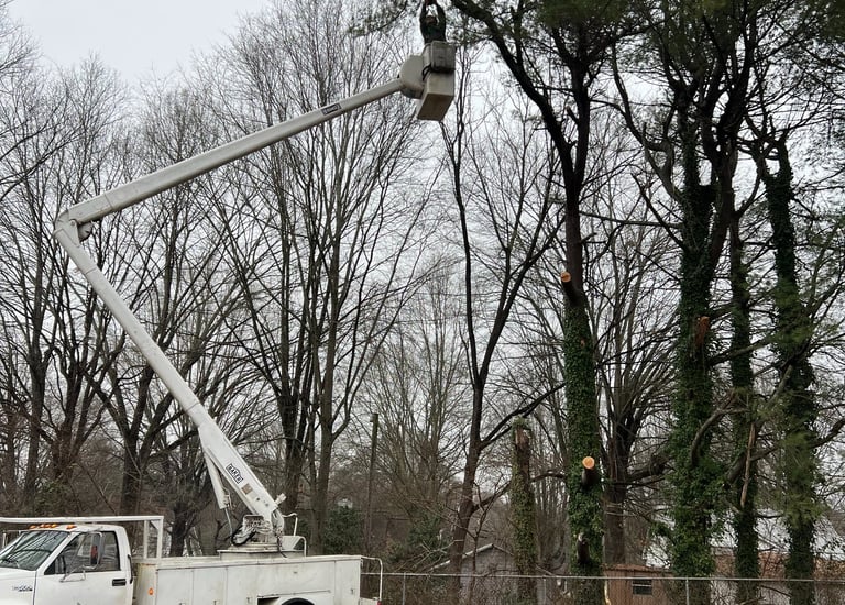 arborist in a bucket truck trimming trees