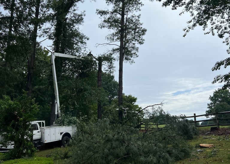skilled arborist in a bucket truck trimming tall pine trees