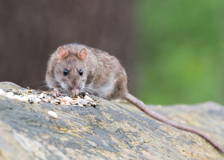 Ratte frisst Vogelfutter