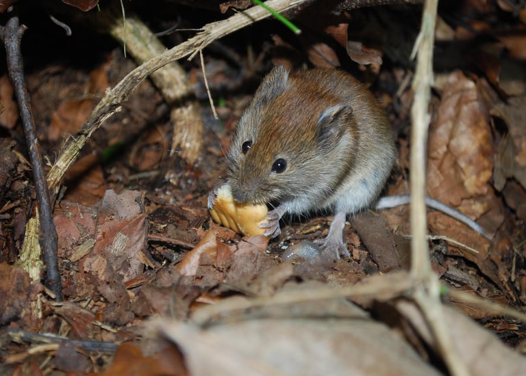 Hausmaus ernährt sich von Cracker