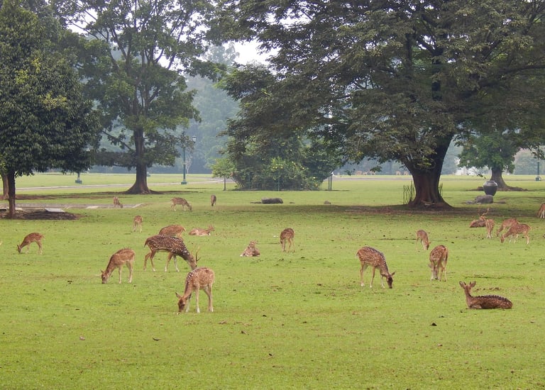 Bogor National Park
