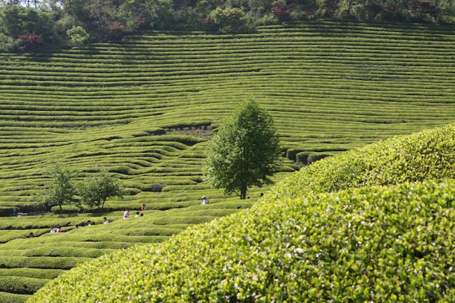 Tamanasari Tea Plantation