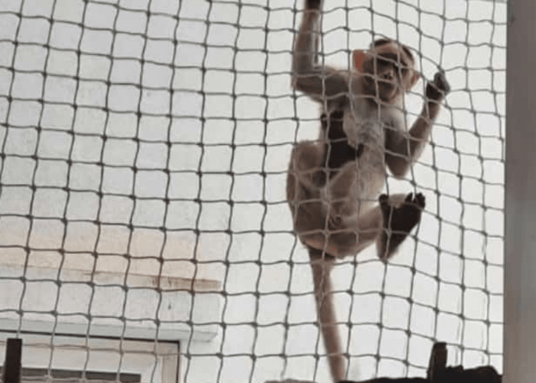 Monkey safety nets in bengaluru