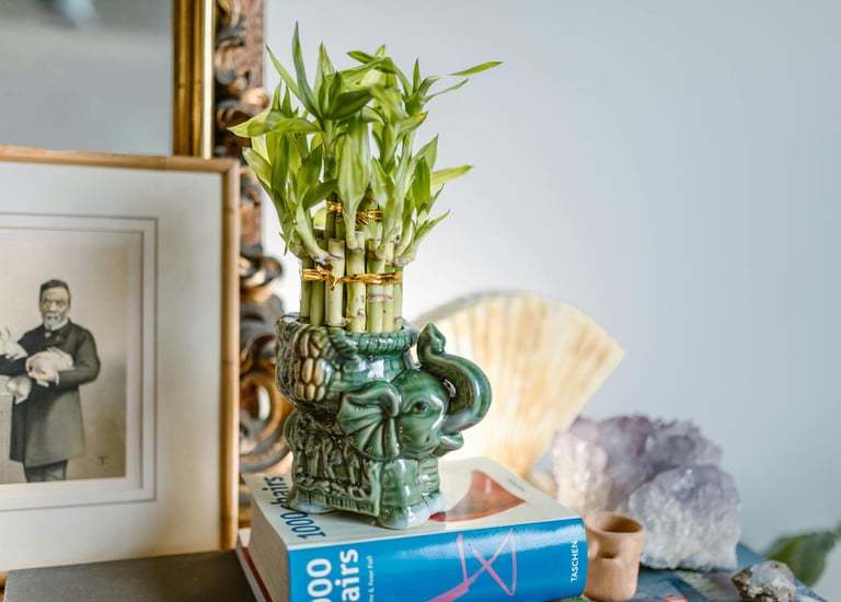 Ambientes com bambus podem trazer prosperidades!