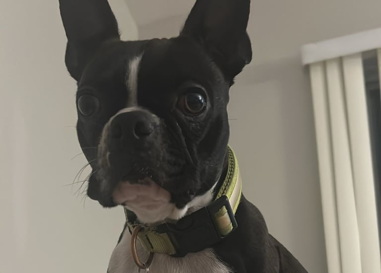 Boston Terrier